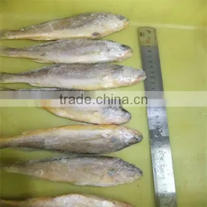 Best Quality Seafood Sellers and Wholesale Fish thumbnail-1