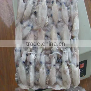 Sea Frozen Whole Cleaned Squid thumbnail-1