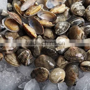 America Standard Short Necked Clam Meat thumbnail-2