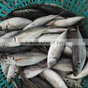 New Fish Frozen Horse Mackerel Seafood thumbnail-2