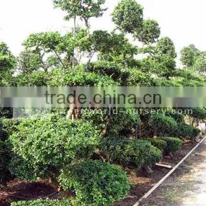 Carmona Bosnai Trees thumbnail-1