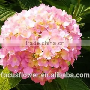 Multi Colors A Grade Cut Fresh Hydrangea Fresh Flower From Yunnan thumbnail-4