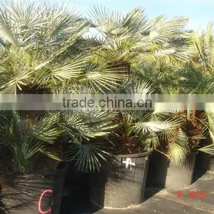 Chamaerops Humilis Cerifera thumbnail-4