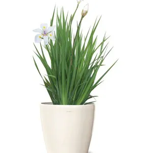 Eco-Friendly Olive Green Eco-Friendly Indoor Ornamental Plants 40-60cm thumbnail-1