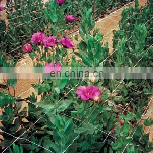 Plastic Plants Support Trellis Net for Creeper Plants Crop thumbnail-4