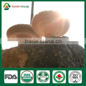 Shiitake Stems,Shiitake Mushroom Spores,Shiitake Growing thumbnail-6