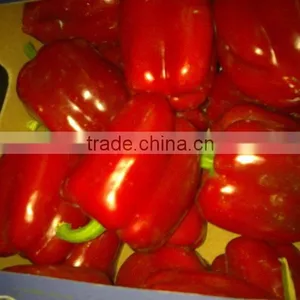 Capsicum thumbnail-5