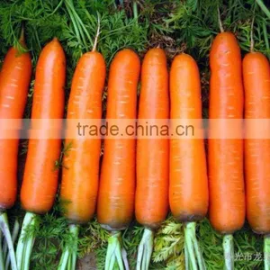Low Price Fresh Bulk Carrot to Whole World thumbnail-1