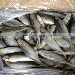 Frozen Round Scad 8-10pcs/kg thumbnail-2