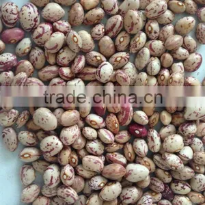 Kidney Beans New Crop; thumbnail-3