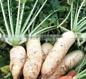 China Fresh Radish thumbnail-1