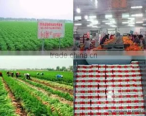 Shouguang Peiling Vegetable & Food Co., Ltd. company overview - view 2 thumbnail