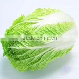 Chinese Cabbage thumbnail-1