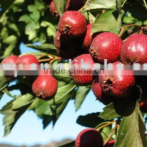 Hawthorn Fruit thumbnail-1
