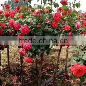 Gardening Rose Plants thumbnail-3