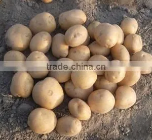 Yellow Skin Bangladesh Origin Fresh Potato thumbnail-1