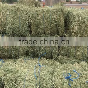 Rhods Grass thumbnail-4