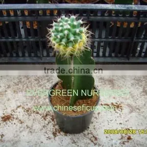 Mammillaria Compressa 'aurea' thumbnail-1