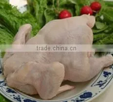 Poultry Processing Plant Machinery MJ-60 Poultry Plucking Machine for Chicken Duck Goose thumbnail-2