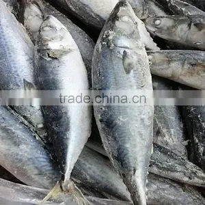 BQF Mackerel Fish thumbnail-3