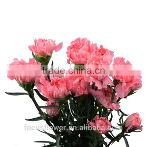 2016 Hot Sale Pink Carnation Flowers Arrangement to Lovers thumbnail-5