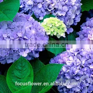 Real Touch Dark Blue Hydrangea Wholesale thumbnail-4