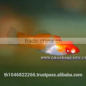 Santa Swordtail Fish Farm - Tropical Fish For Sale thumbnail-4