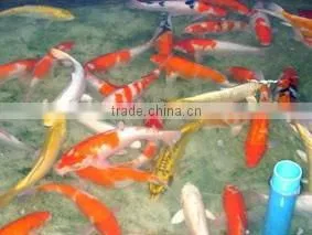 Koi Fish From Thailand thumbnail-1
