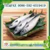 Frozen Seafood of Pacific Mackerel Fish thumbnail-1