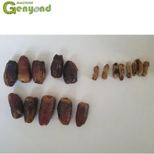 Automatic Dates Pitter Machine/Date Pitting Processing Machine/Date Seed Removing Machine thumbnail-4
