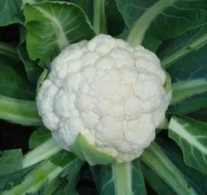 Cauliflower Seed Hybrid F1 Snow Seed for Sowing 65days Harvest Early Variety thumbnail-1