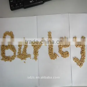 Australian High Quality Barley Can be Used for Barley Tea Processing thumbnail-1