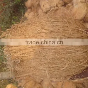 Fresh Frozen Coconuts thumbnail-1