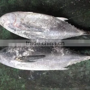 2016 Newly Coming Fish 750g+ Frozen Whole Round Tuna thumbnail-3
