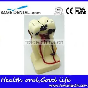 .See Larger Image 4 Times Integrated Pathology Model Dental Eduction Assitant No. DEA-15 thumbnail-1