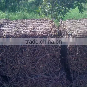 Liqorice Roots thumbnail-4