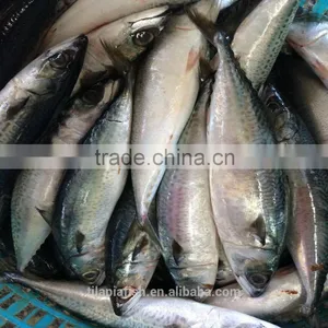 New Season Frozen Mackerel Competitive Price for Sale thumbnail-1