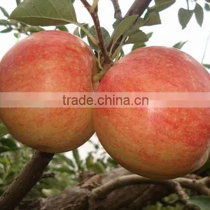 Gala Apple thumbnail-1