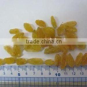 Dried Golden Raisin thumbnail-1