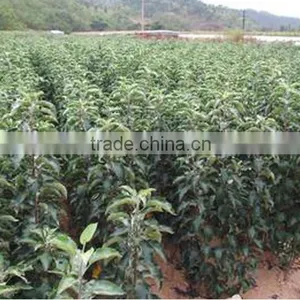 High Quality Apple Seedling thumbnail-4