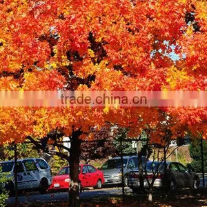 Sugar Maple Seedling thumbnail-1