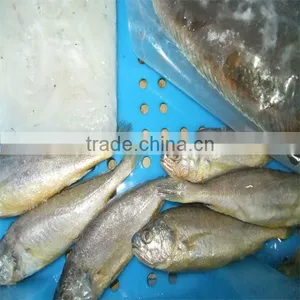 Delicious Seafood With Yellow Fish and Iqf Canned Sea Fish thumbnail-1