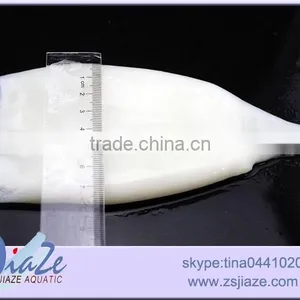 Frozen Squid Tube Illex Squid thumbnail-2