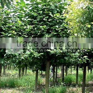Magnolia Flowering Trees thumbnail-1