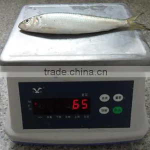 Good Quality Frozen Sardine Seafood Fish 85-90 Pcs thumbnail-2