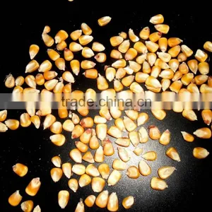 PAKISTAN Yellow Corn Animal Feed Grade thumbnail-1