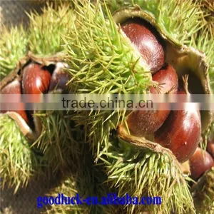Chinese Good Taste Chestnut(DANDONG) thumbnail-5