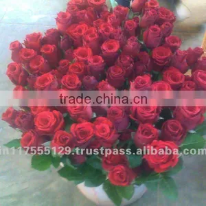 Rosa thumbnail-1