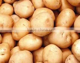 New Crop Purple Sweet Potato With Competitive Export Price thumbnail-1