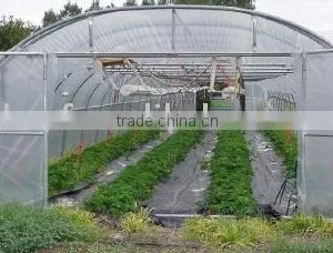 Greenhouse Film thumbnail-1